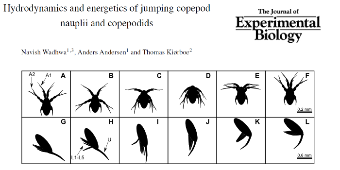 Hydrodynamics and energetics of jumping copepod nauplii and copepodids