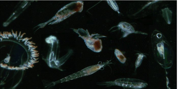 Inter and intra specific diurnal habitat selection of zooplankton during the spring bloom observed by Video Plankton Recorder