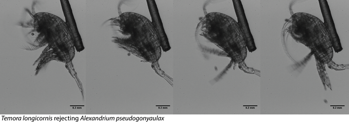 Temora Longicornis rejecting Alexandrium pseudogonyaulax