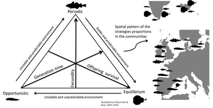 Spatial pattern of the strategies proportions in the communities