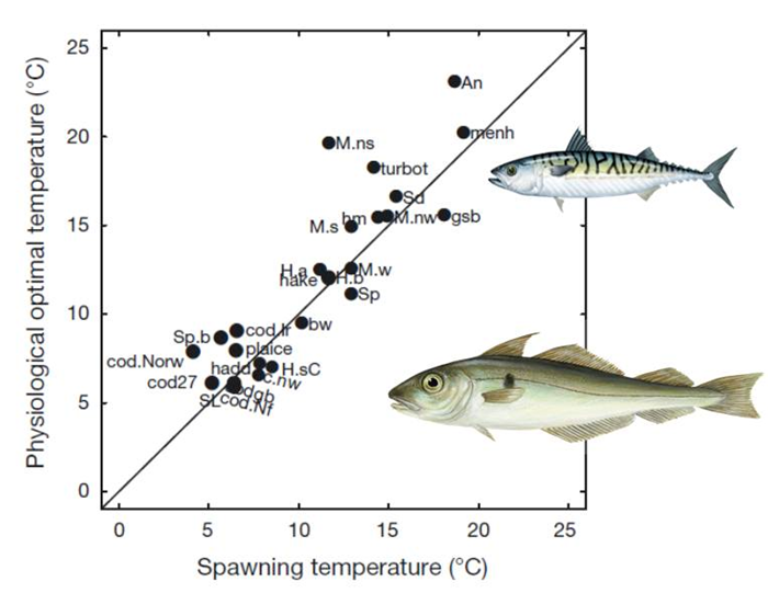 Thermal traits of fish eggs indicate vulnerability of different species and stocks to climate change
