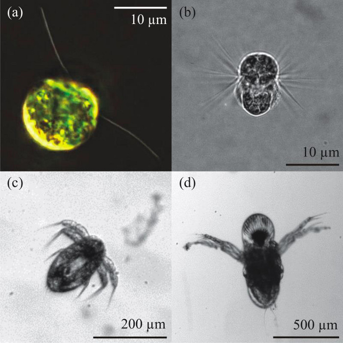 Planktonic breast stroke swimmers. (a) Chlamydomonas reinhardtii, a flagellate (image by courtesy of Knut Drescher), (b) Mesodinium rubrum, a ciliate, (c) a nauplius (juvenile) of Acartia tonsa, a copepod, and (d) Podon intermedius, a cladoceran.