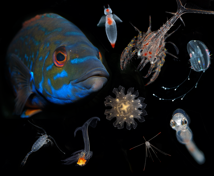 Collage with life in the ocean, from micro- to macroscopic.