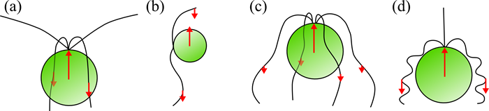 Illustration of flagellate types