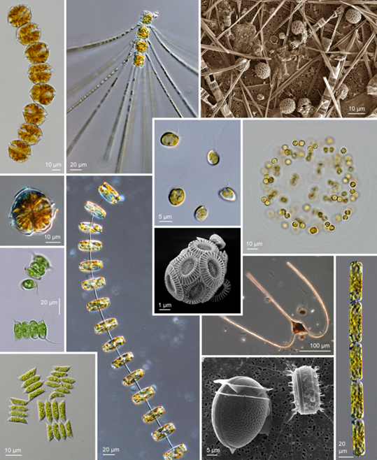 Mechanisms in phytoplankton