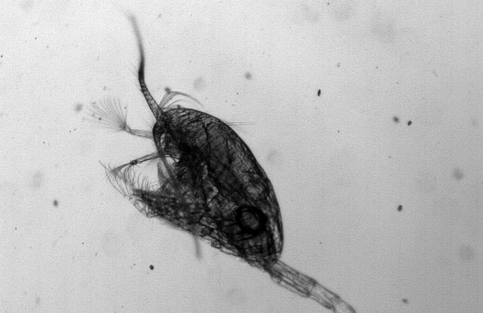 The copepod Metridia longa cruises through water in its hunt for food