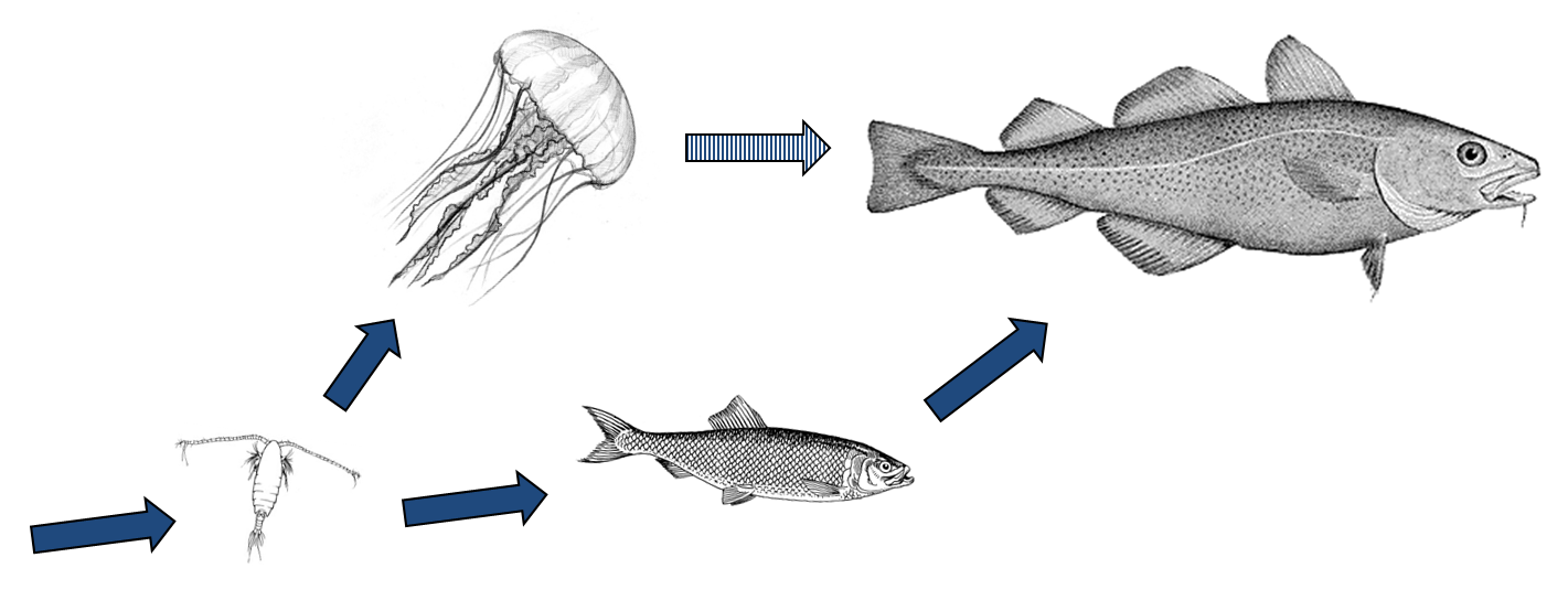 Simple food web containing fish and jellyfish, a copepod and a predatory fish. Copepod illustration from: Ohman, M.D., Drits, A.V., Clarke, M.E., and Plourde, S. (1998) Differential dormancy of co-occurring copepods. Deep-Sea Research II 45: 1709-1740. Cod illustration by H. L. Todd, from George Brown Goode, The Fisheries and Fishery Industry of the United States, (Washington, D.C.: Washington Government Printing Office, 1884), plate 58A.