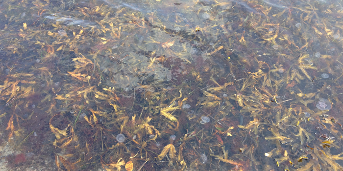 Annas blog: sea