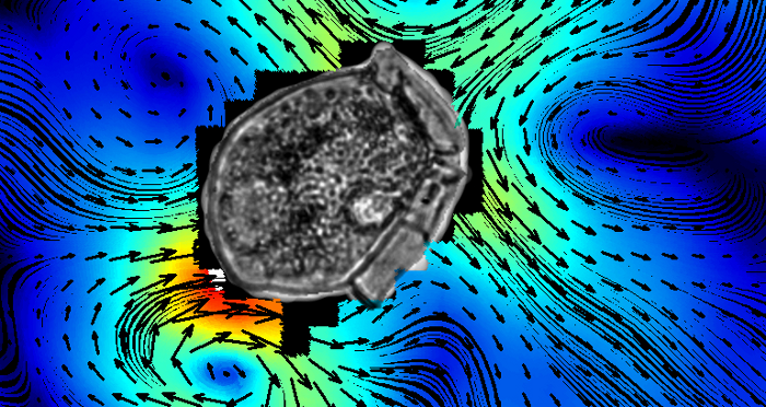 Dinoflagellate