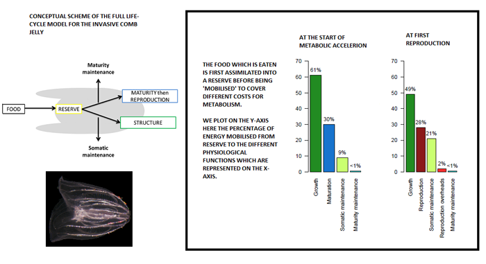 Left: Conceptual scheme of the full lifecycle model for the invasive comb jelly. Right: The food which is eaten is first assimilated into a reserve  before being mobilized to cover different costs for metabolism.