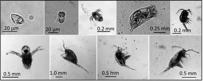 Zooplankton