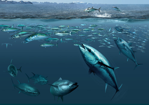 Bluefin tuna illustration. Picture by Glynn Gorick