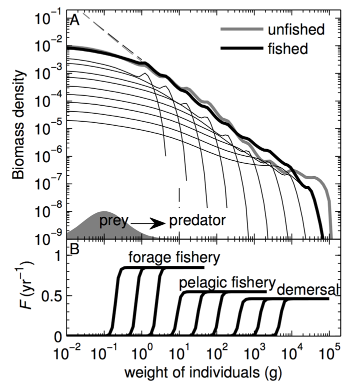 The size distribution (top) and the fishing pattern of three fishing fleets (bottom) when fishing to maximize economic rent.