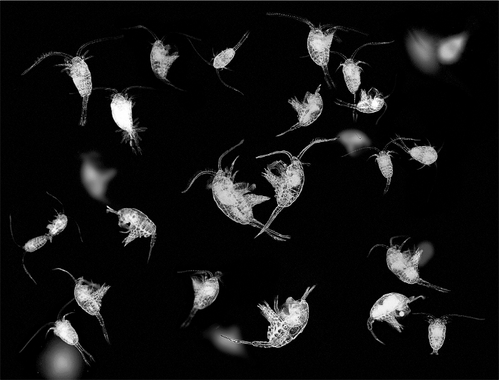 Copepods, Mie