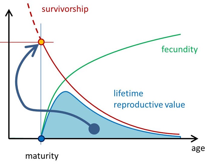 Life history theory reveals trade-offs reproductive traits across fish species