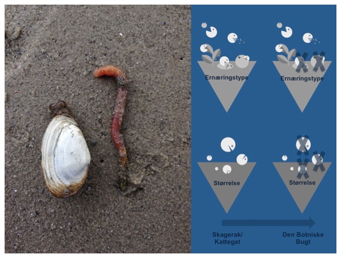 High functional richness despite a low number of species in the Baltic Sea: Ændringer i funktionelle egenskaber hos bunddyr i Østersøen.