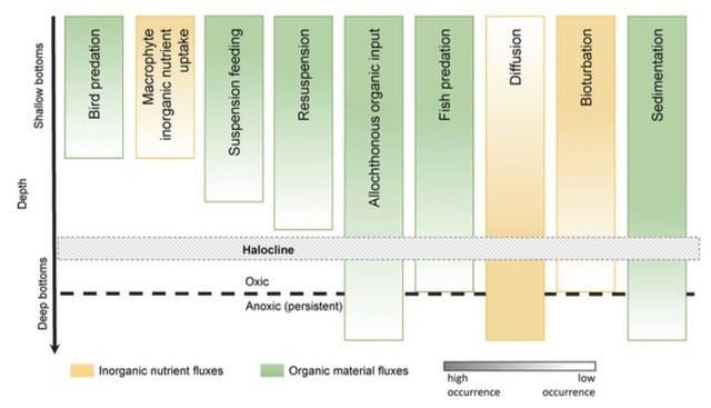 Organic material fluxes and inorganic nutrient fluxes illustration