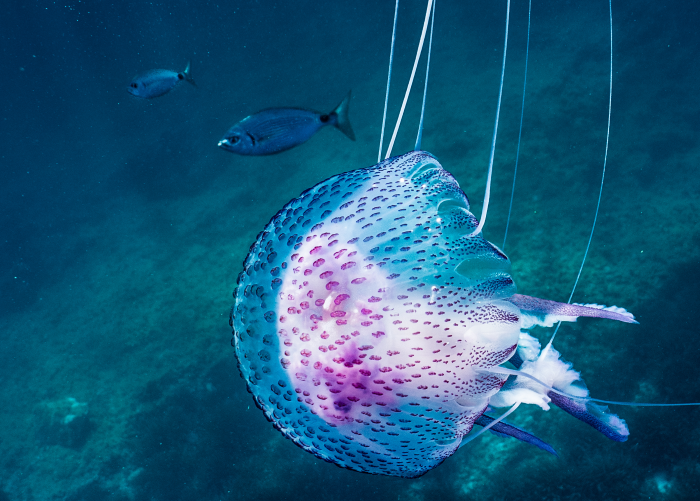 Jellyfish