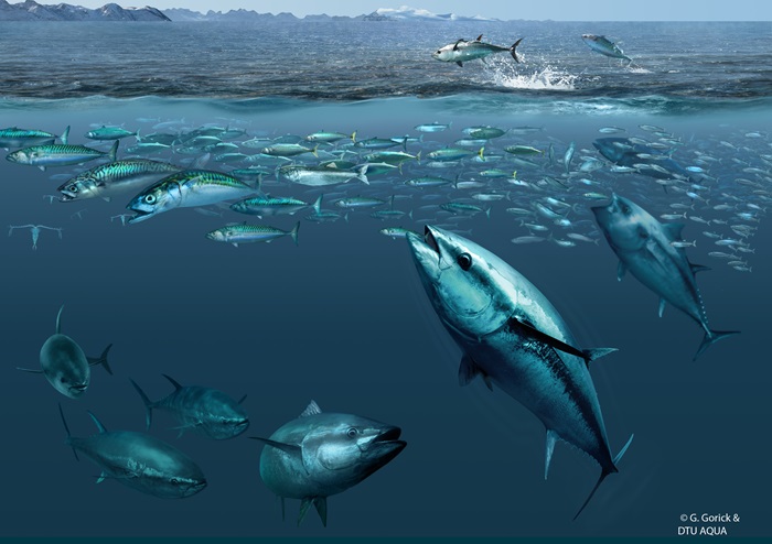 Bluefin tuna illustration