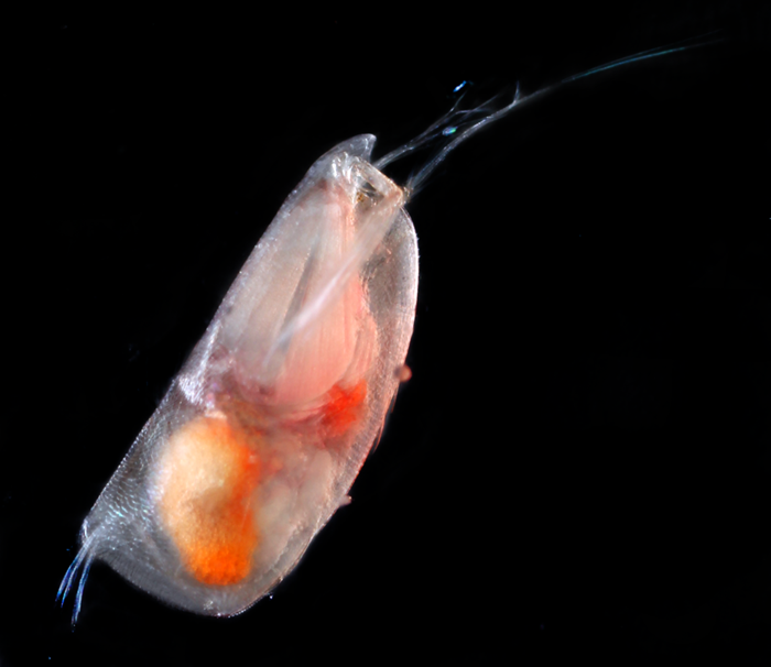 plankton