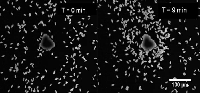 Diatoms