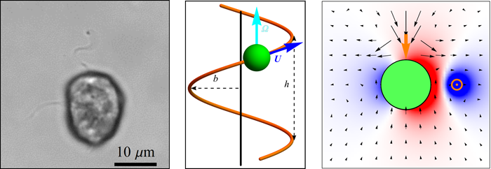 An analytical model of flagellate hydrodynamics