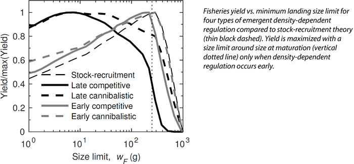 Illustration of fisheries yield vs. minimum landing size limit for four types of emergent density-dependent regulation compared to stock-recruitment theory