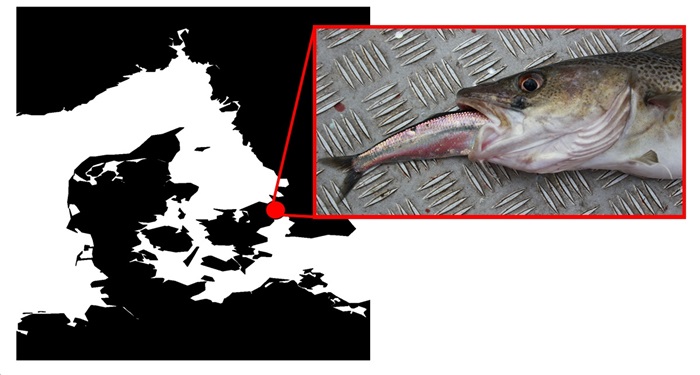 Map illustrates the catch in Øresund