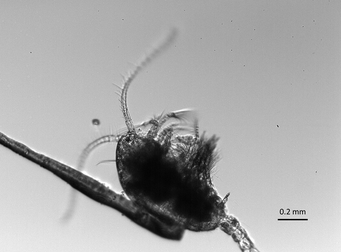 Copepods feeding on toxic algae