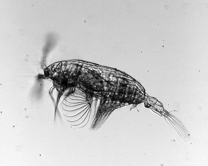 Acartia tonsa