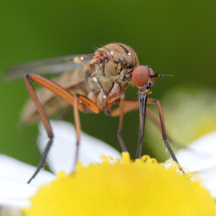 Dimorphism in arthropods