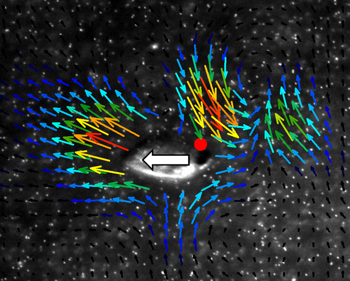 Oxyrrhis marina flow field
