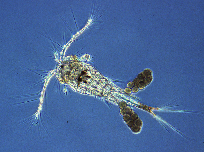 Oithona nana is very small (0.3 mm)ambush feeding copepod but has an average adult life span of 4 months in a protected lab environment. Photo courtesey of A. Calbet.