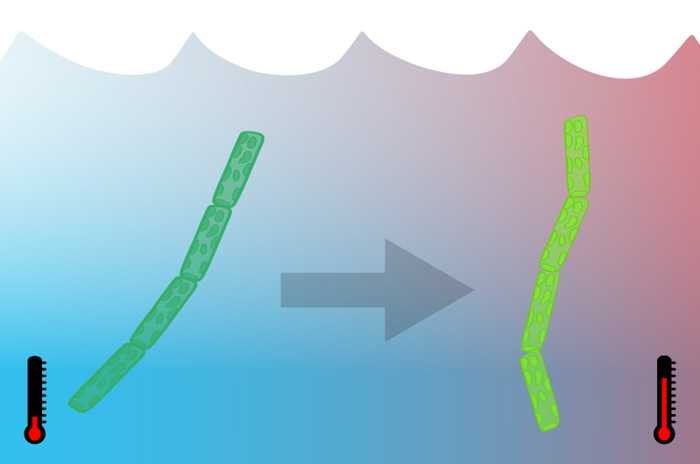 How phytoplankton evolution can be measured in the field