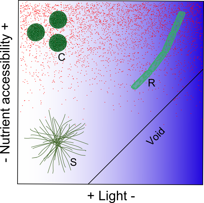 Predicted niches for the categories in Reynolds C-S-R’ model in nutrient versus light space. C-strategists are adapted to conditions rich in both nutrients and light (e.g., Coscinodiscus); S-strategists are adapted to conditions of low nutrient availability but high light intensity (e.g., Trichodesmium); R-strategists are adapted to conditions of high nutrient availability but low light intensity (e.g.,  Leptocylindrus).