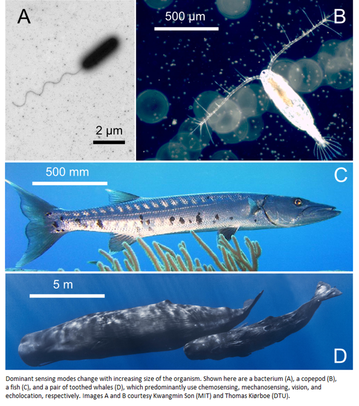 size in the ocean