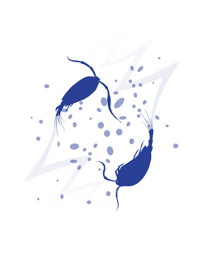 illustration of planktonic copepods