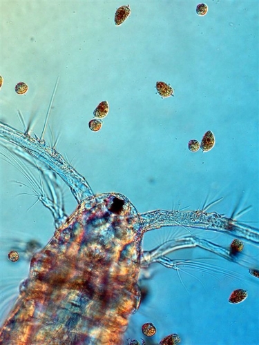 Copepod