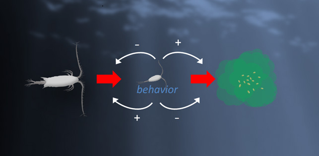 Copepods developed two distinct behavioral strategies that have different costs and benefits when it comes to feeding, mating and avoiding predators.