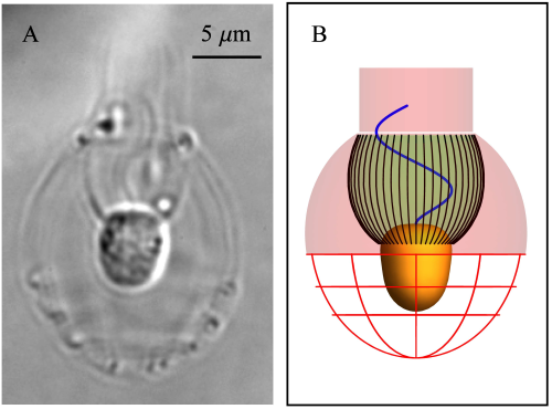 Morphology