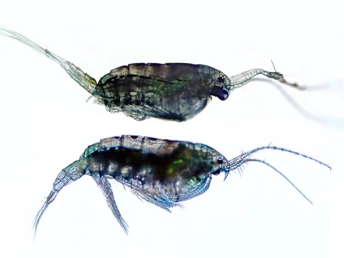 Copepods