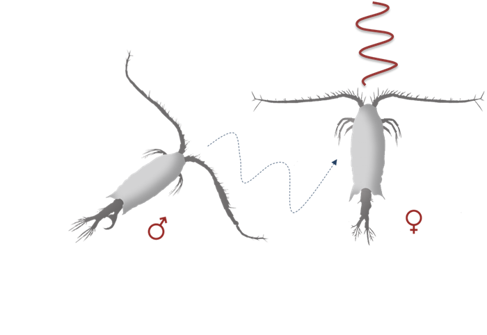 Centropages male and female