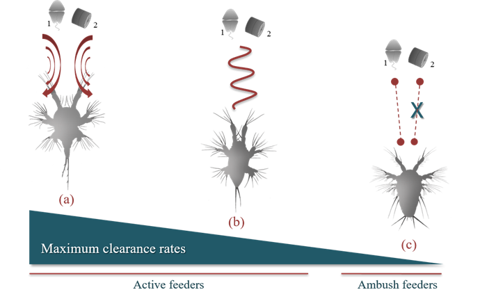 Maximum clearance rates of planktonic copepods
