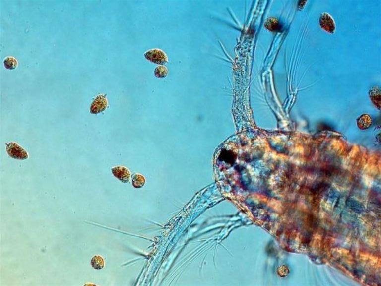 Acartia and dinoflagellat