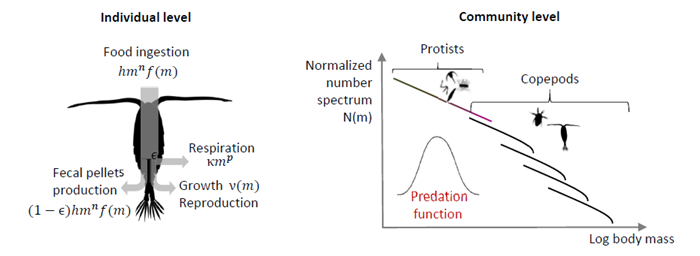 Illustration of copepod individual level and community level