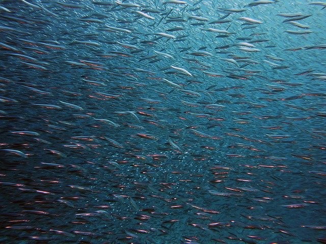 Fish behavior