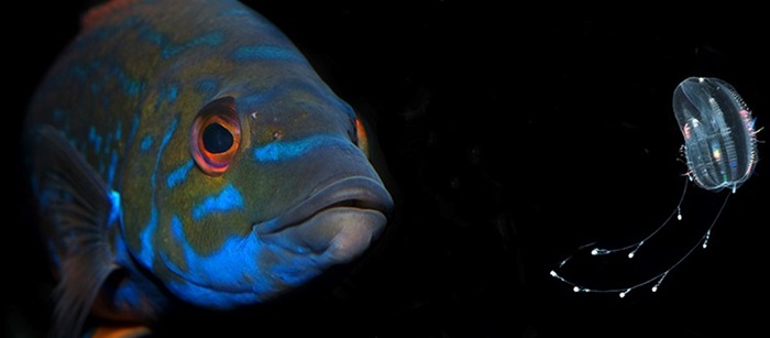 Life in the ocean