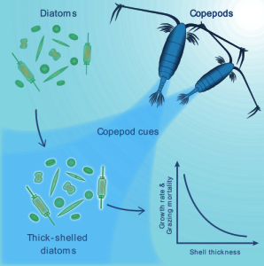 Illustrations of diatoms, copepods, copepod cues, and thick-shelled diatoms