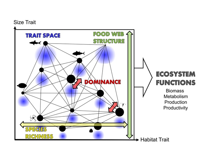 Ecosystem functions