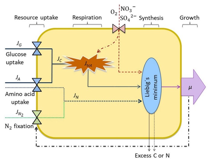 Figure 1. Schematic representation of the cellular processes. From Chakraborty et al. 2021.